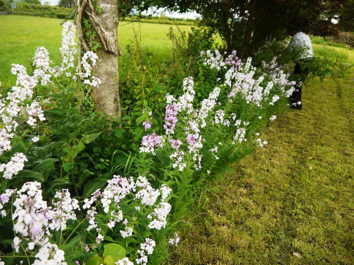 Cutteen Cottage Tulla Eksteriør bilde